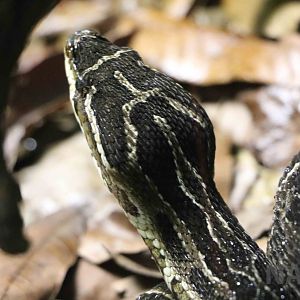 Crossed pit viper - Instituto Butantan, 2016