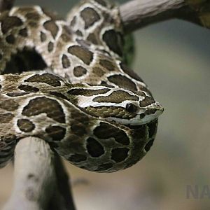 Young crossed pit viper - Instituto Butantan, 2016