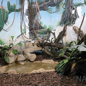 Bushmaster enclosure - Instituto Butantan, 2016