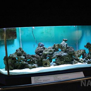 Eel enclosure - Instituto Butantan, 2016