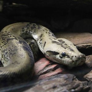 Burmese python morph - Instituto Butantan, 2016