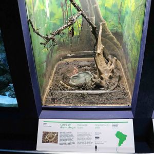 Amphisbaenian enclosure - Instituto Butantan, 2016