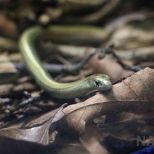 Fragile worm lizard - Instituto Butantan, 2016