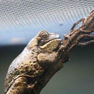 Veined tree frog - Instituto Butantan, 2016