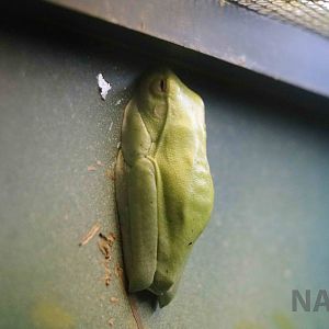 White-edged tree frog - Instituto Butantan, 2016