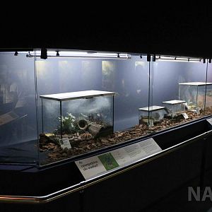 Spider displays - Instituto Butantan, 2016