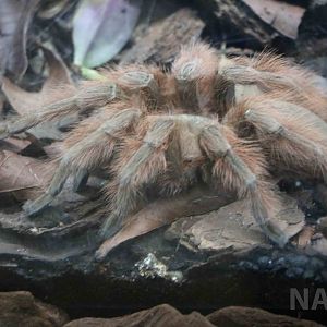 Brazilian giant blonde tarantula - Instituto Butantan, 2016