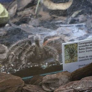 Bahia scarlet tarantula- Instituto Butantan, 2016