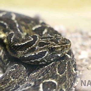 Neuwied's lancehead - Instituto Butantan, 2016