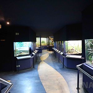 Non-venomous snake displays - Instituto Butantan, 2016