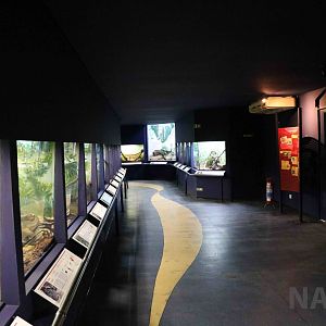 Venomous snake displays - Instituto Butantan, 2016