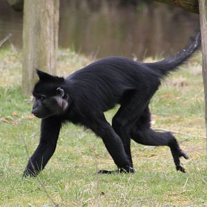 Black mangabey