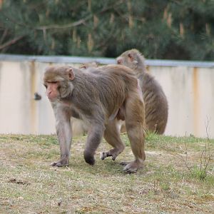 Rhesus monkeys