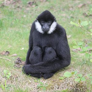 White-cheeked gibbon