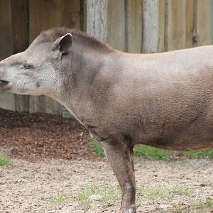 Lowland tapir