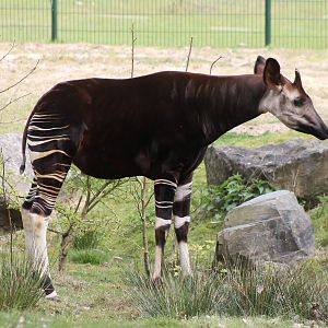 Okapi