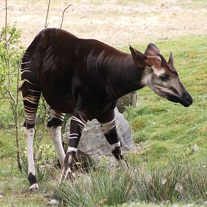 Okapi