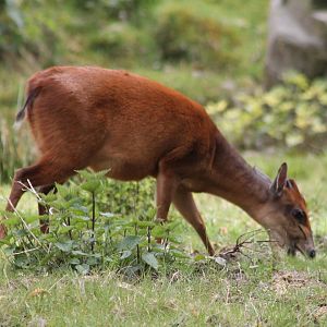 Natal red duiker
