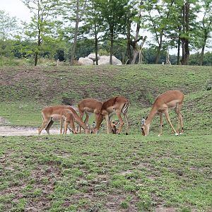 SERENGA - Small Impala-herd
