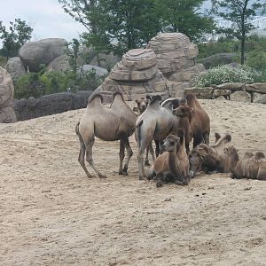 SERENGA - Bactrian camels