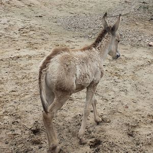 SERENGA - Onager foal