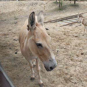 SERENGA - Onager viewing out of the train