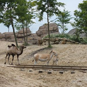 SERENGA - Bactrian camel and Onagers