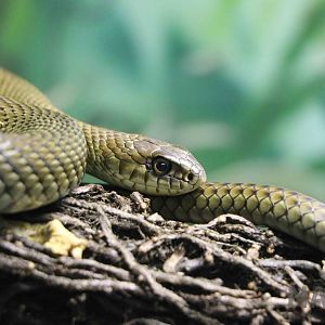 Patagonian green racer - Instituto Butantan, 2016