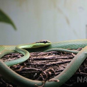 Lichtenstein's green racer - Instituto Butantan, 2016