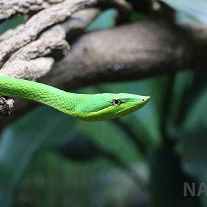 Green vine snake - Instituto Butantan, 2016