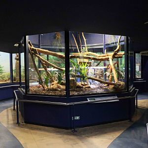 Iguana & red-footed tortoise enclosure- Instituto Butantan, 2016