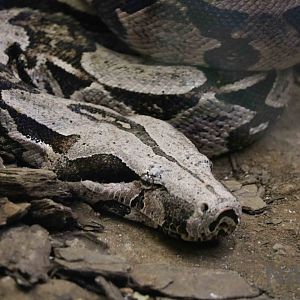 Boa constrictor - Instituto Butantan, 2016