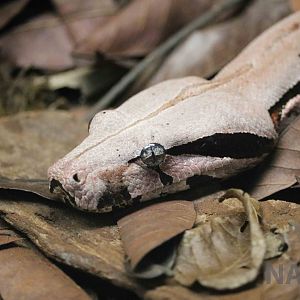 Boa constrictor - Instituto Butantan, 2016