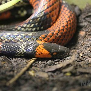 False coral - Instituto Butantan, 2016