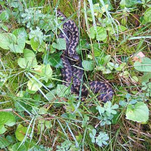 Adder