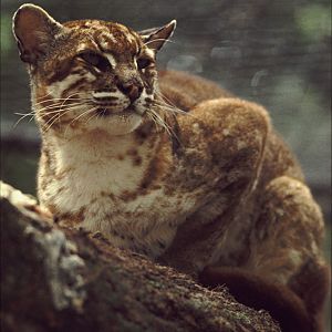 Asian golden cat 1974