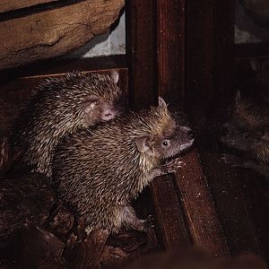 Pygmy hedgehog tenrecs 1974