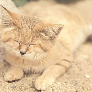 Sand cat 1974