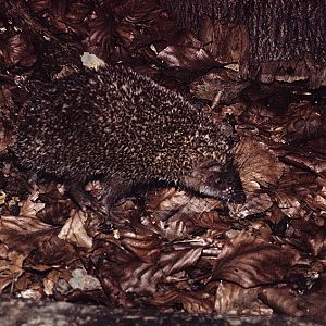 Spiny tenrec 1974