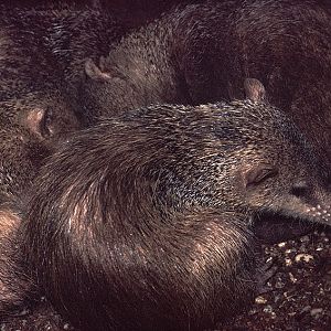 Tail-less tenrec 1974