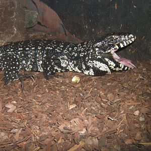 Black Tegu