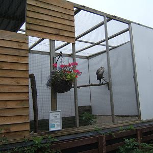 View of African White-backed Vulture