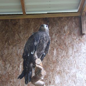Russian Steppe Eagle
