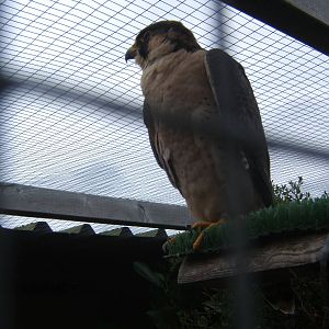 Barbary Falcon