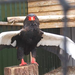 Bateleur in the rain