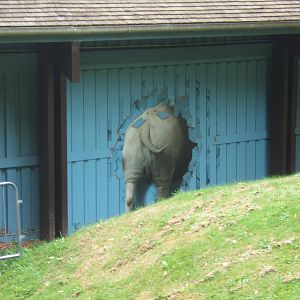 Rhino crashing through the shop wall