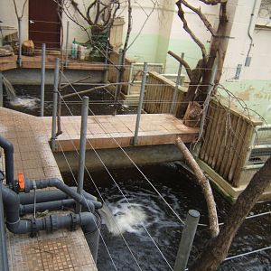 View inside the Pygmy Hippo house