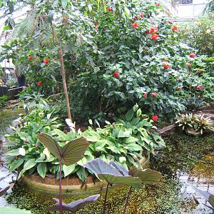 View inside Tropical House
