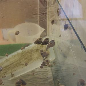 Partula Snail (Partula varia)