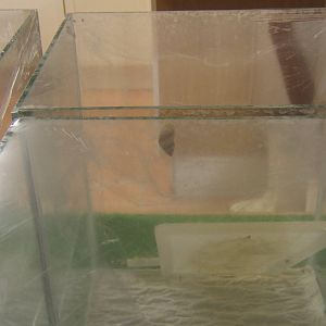 Partula Snail (Partula strigosa)